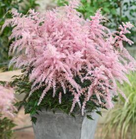 Astilbe 'Sprite'